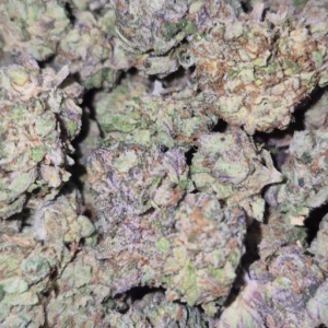 Fuzzy Monkey
