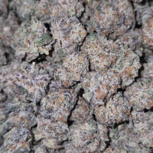 Ice Gelato